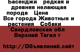 Басенджи - редкая и древняя нелающая порода › Цена ­ 50 000 - Все города Животные и растения » Собаки   . Свердловская обл.,Верхний Тагил г.